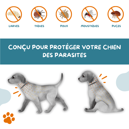 Collier anti-peste pour chien