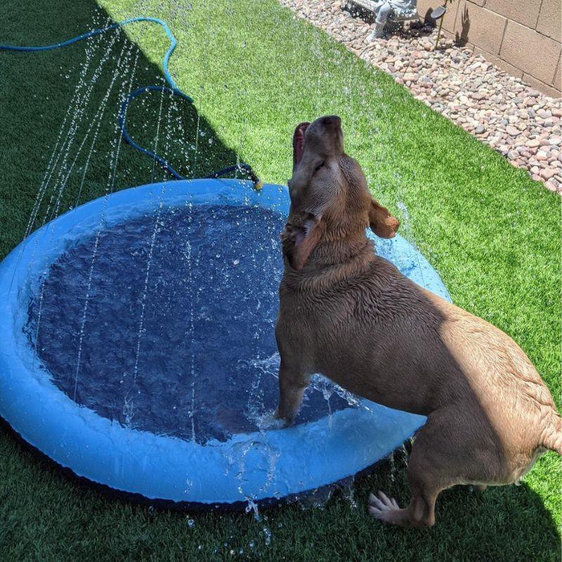 Piscine Rafraîchissante SplashPuppy